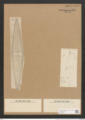 Navicula neumeyeri Jan. (de-Toni-Nr.: Genus 1, Species 390) Zeichnungen Sammlung Grunow Nr. 871 (NHMW-BOT-W0367322)